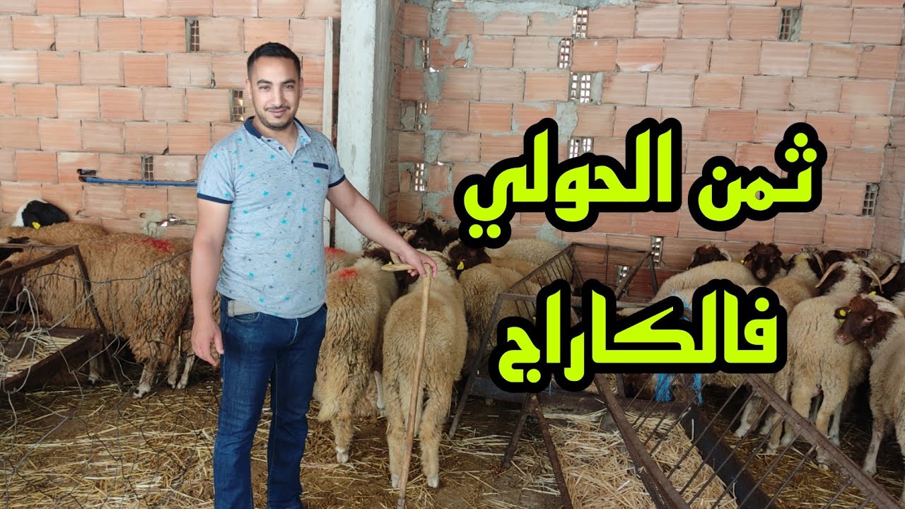 أسعار خروف العيد مع السيد اوحدو الحولي 🎉 فرصة لشراء لحم نقي بأسعار مميزة