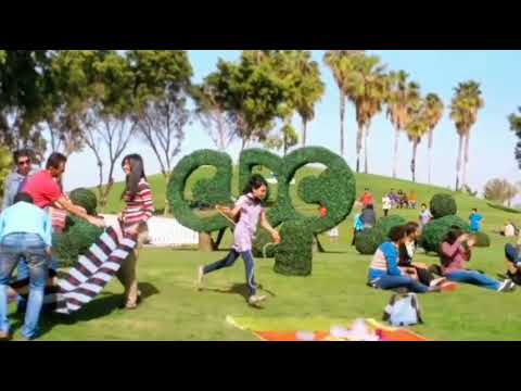 CBC Egypt Identity Holiday #4