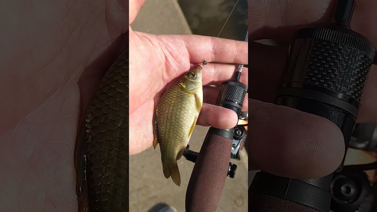 Поймал карася в окошке травы 🎣