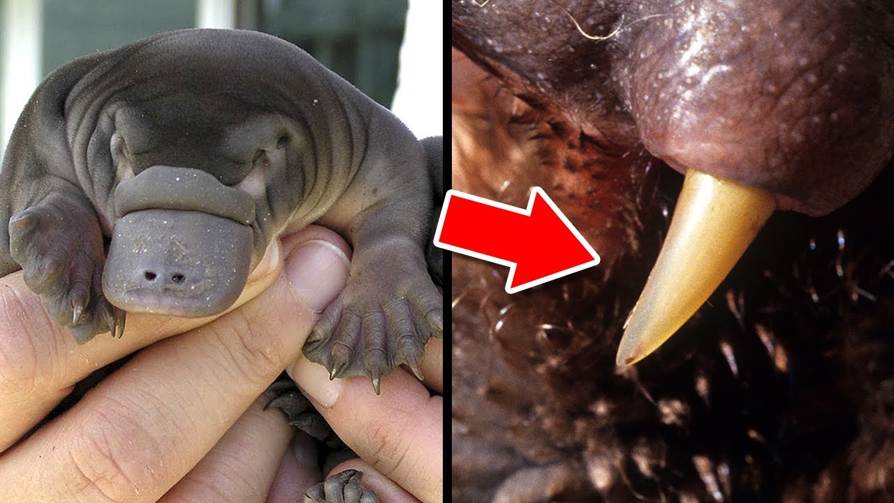 Cute and DEADLY Animals