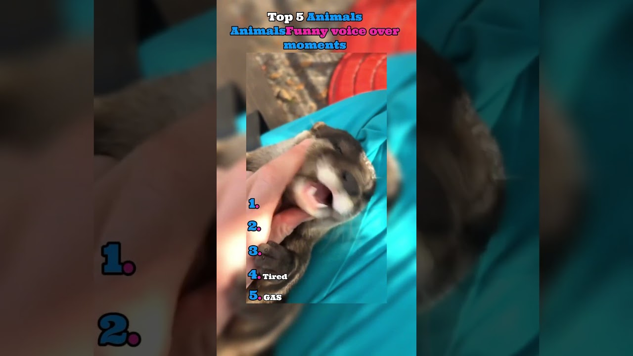 Top 5 animals voice over moment
