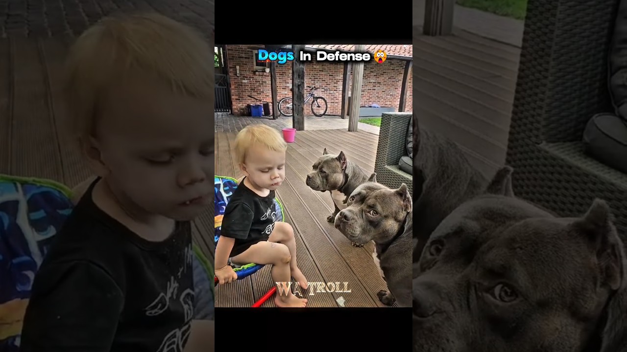 Canine Defense: A Humorous Take