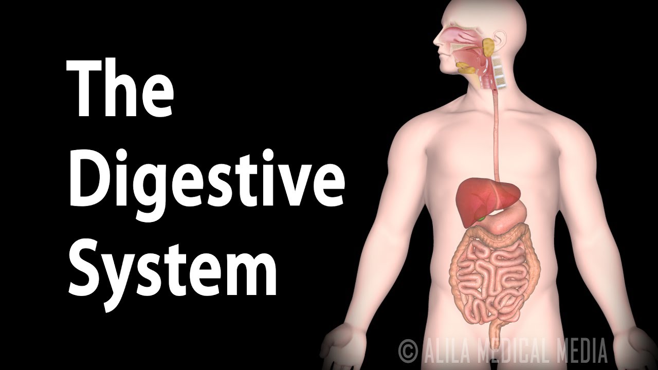 Physiology Basics: the Digestive System, Animation