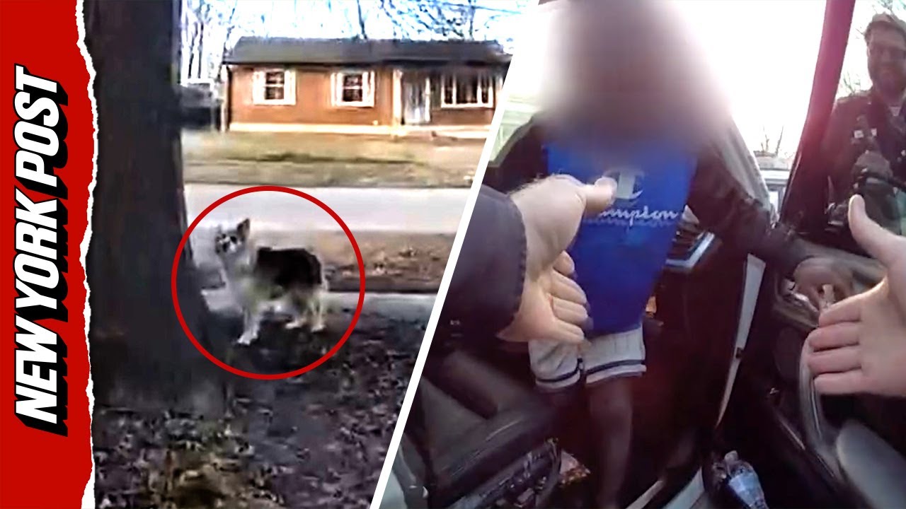 Hero Dog Finds Missing 3-Year-Old in Louisville ๐ถ