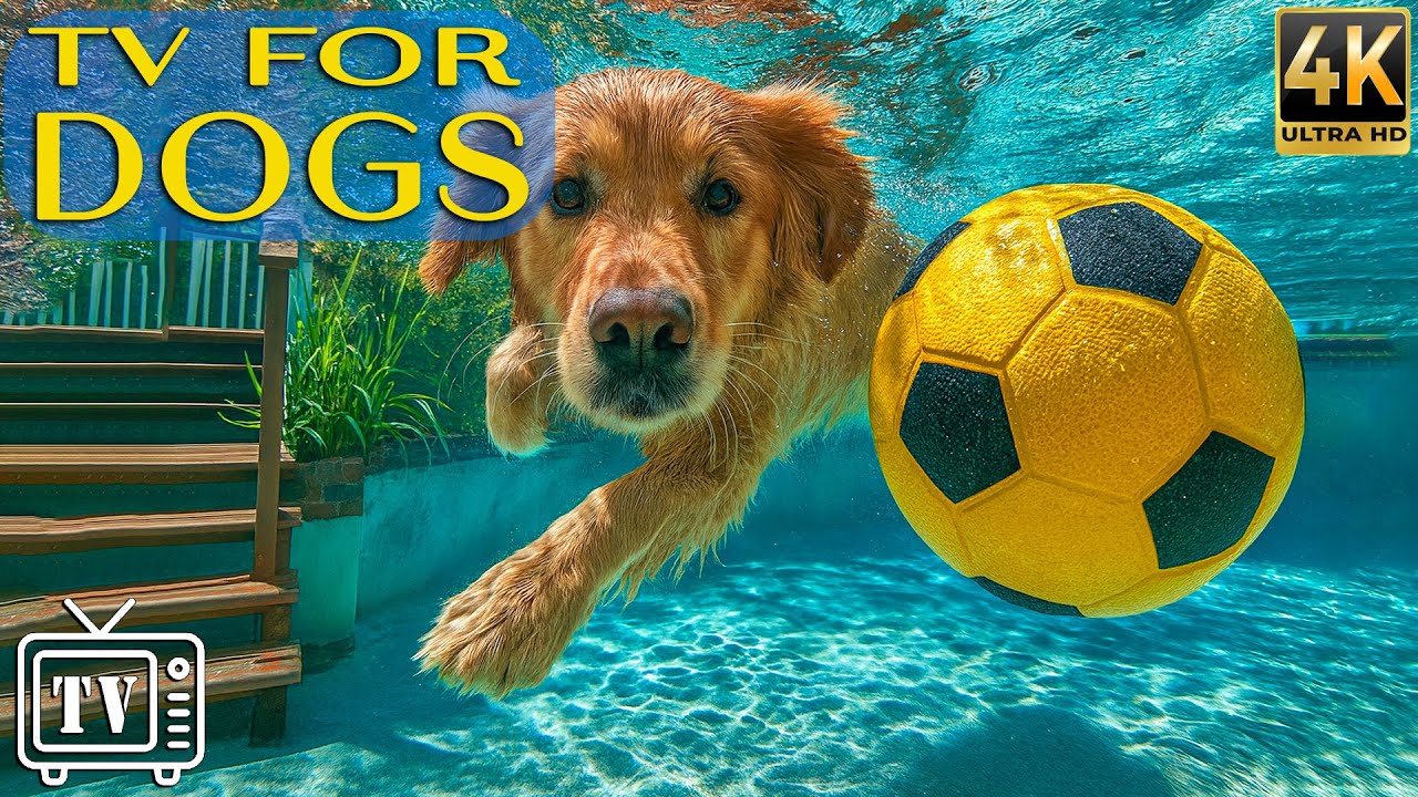 24/7 Dog TV 🐶 Calming Videos & Music for Anxiety