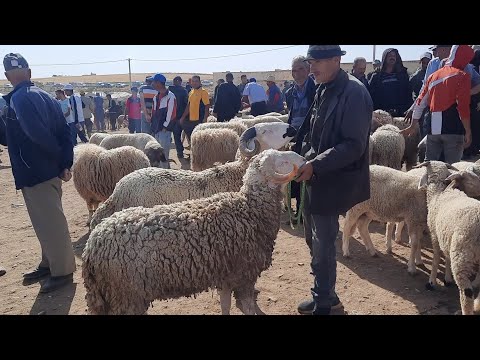 تمن خروف العيد سوق الخميس 09/06/2022 تاوجطات عمالة الحاجب