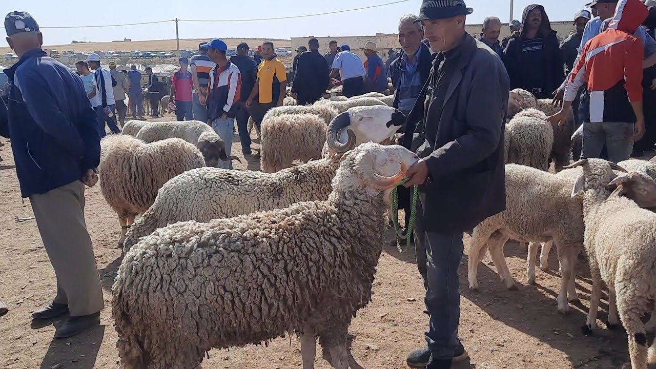 أسعار خروف عيد الأضحى في سوق الخميس 09 يونيو 2022 بتاوجطات، الحاجب 🐑