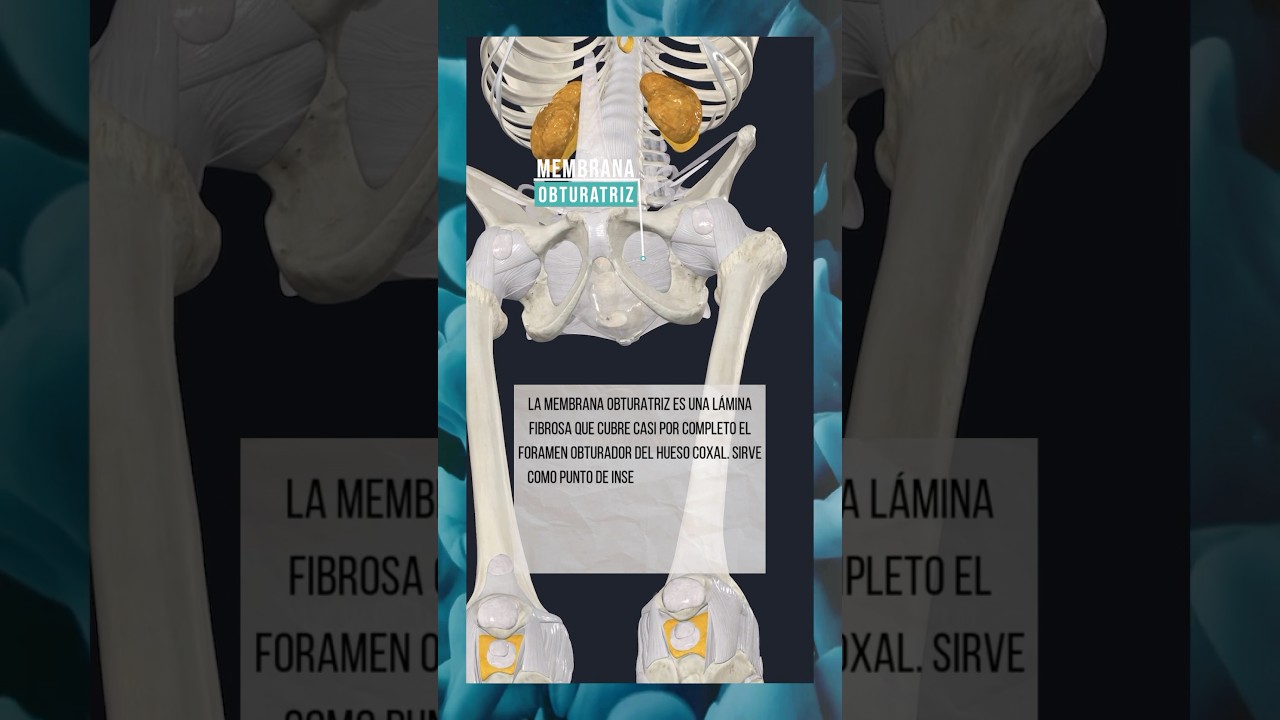 Membrana Obturatriz: Función y Anatomía 🦴