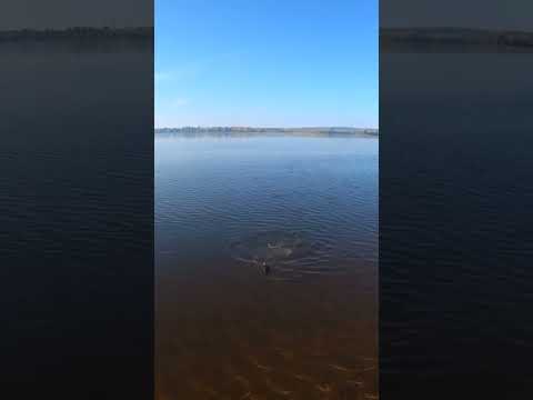 Супер ЛЕЩ 🐳🐬🐟 #рыбалка #фидер #лещ #донки #fishing #shorts