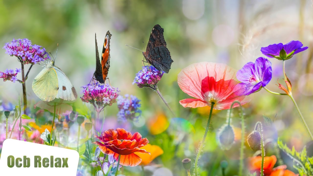 Soothing Piano Music for Relaxation & Sleep 🎹