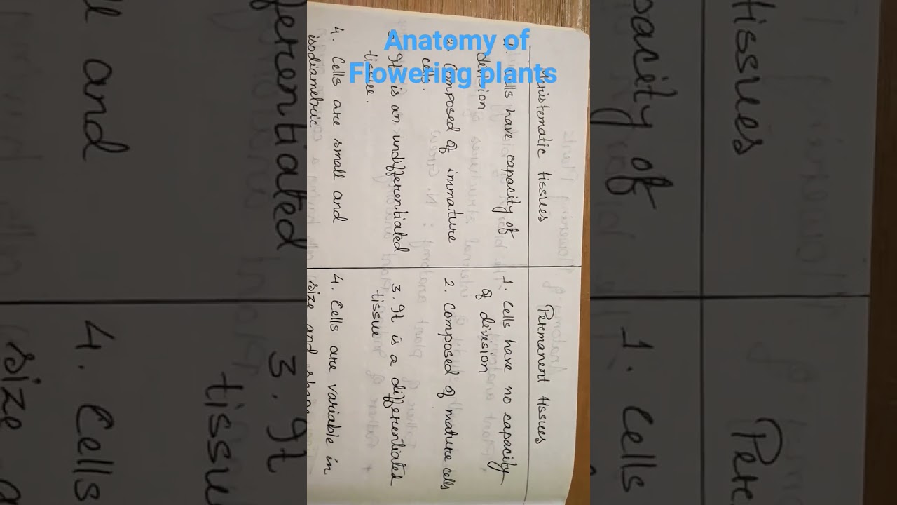 Plant Anatomy for Class 11 🌸