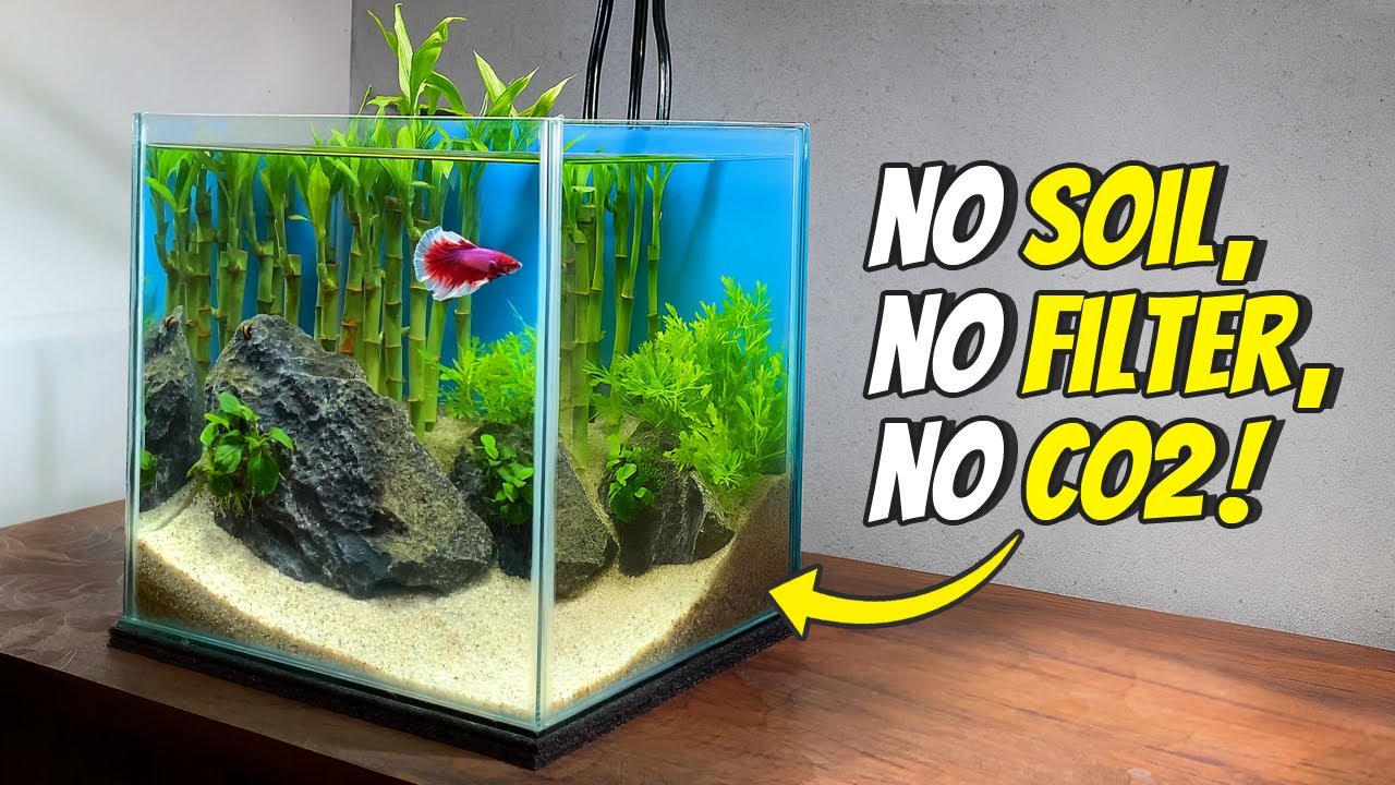 Build a Lucky Bamboo Aquarium for Betta Fish πΏ