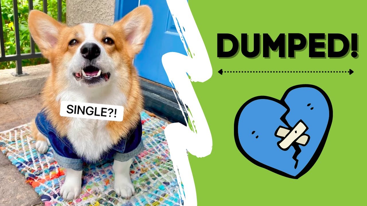 Getting Dumped! Hammy's Last Day Drama 😢