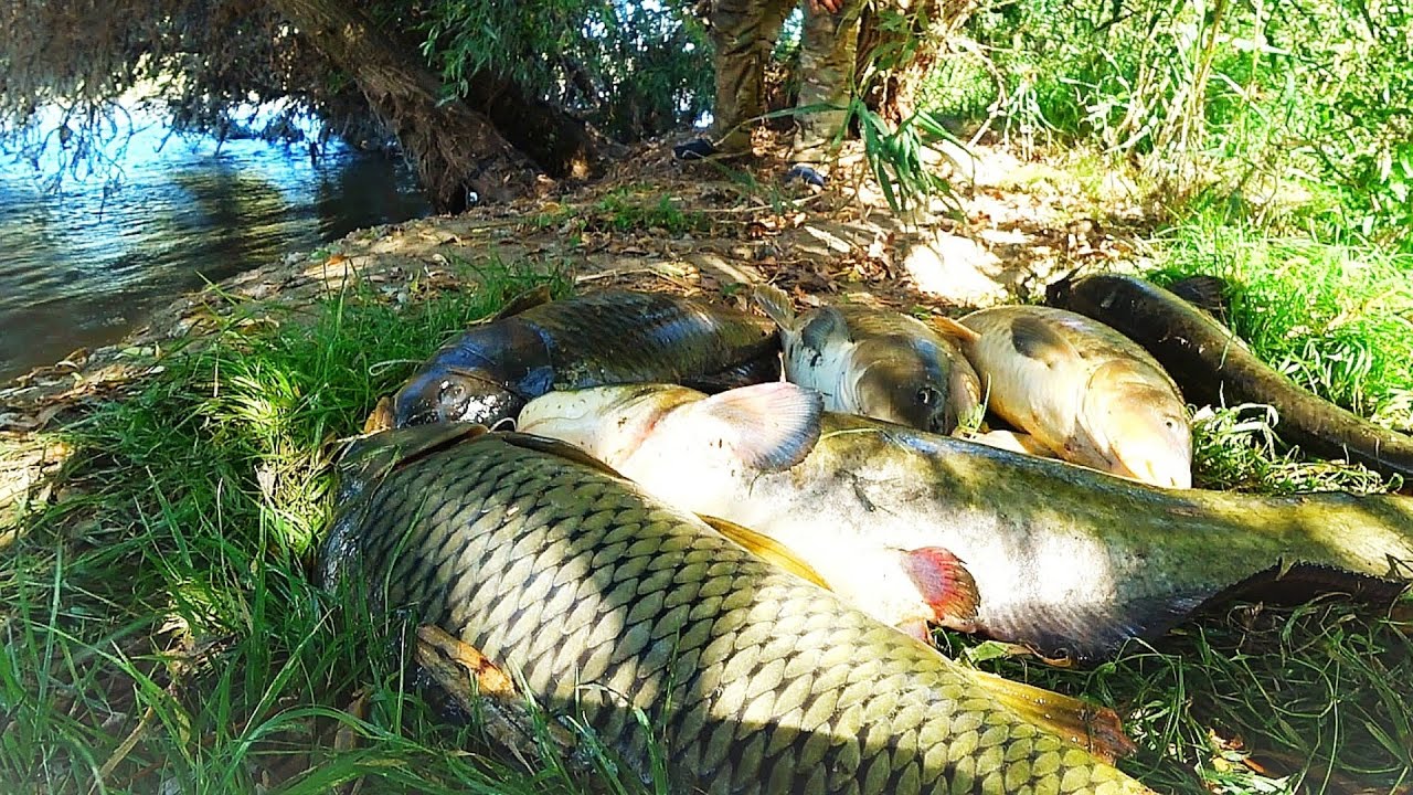 Ночная рыбалка на сазана и сома на Волге — все рыбы к обеду! 🎣