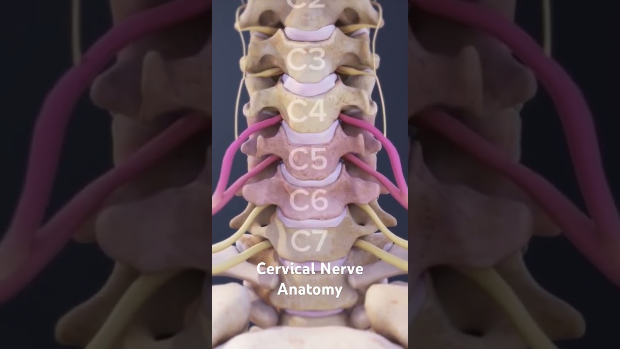Cervical Nerve Anatomy Explained 🧠