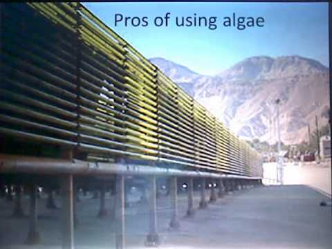 algae as a renewable energy source