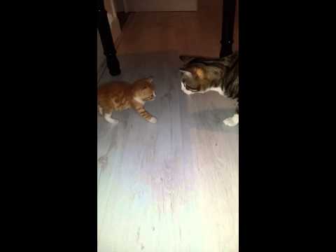 Bibiss is scared of a kitten