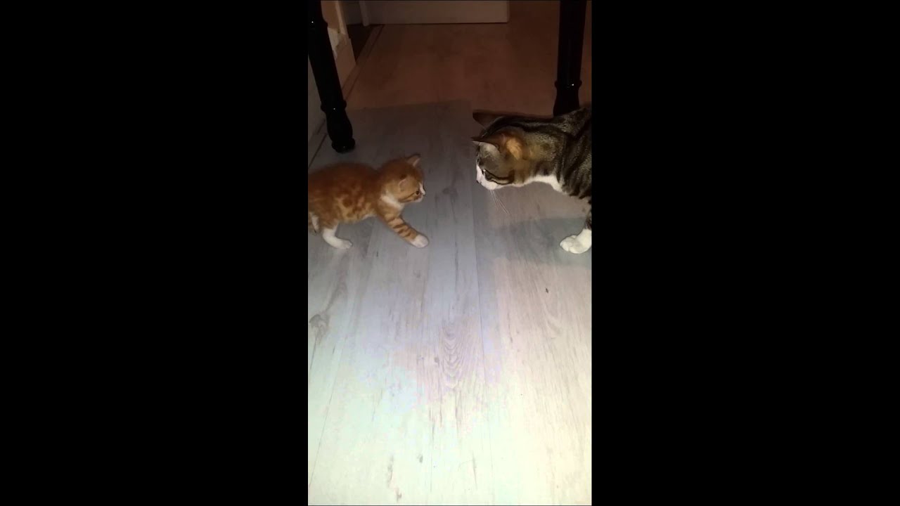 Bibiss Is Afraid of a Tiny Kitten ๐ฑ