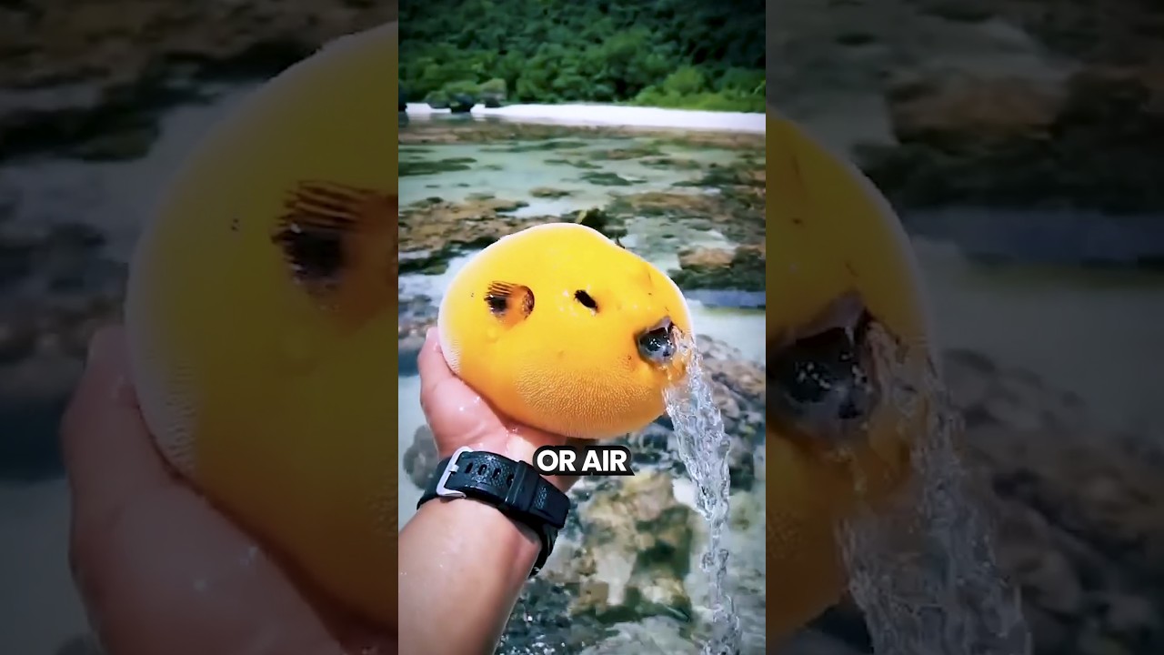 Why Pufferfish Expand Out of Water? 🤯