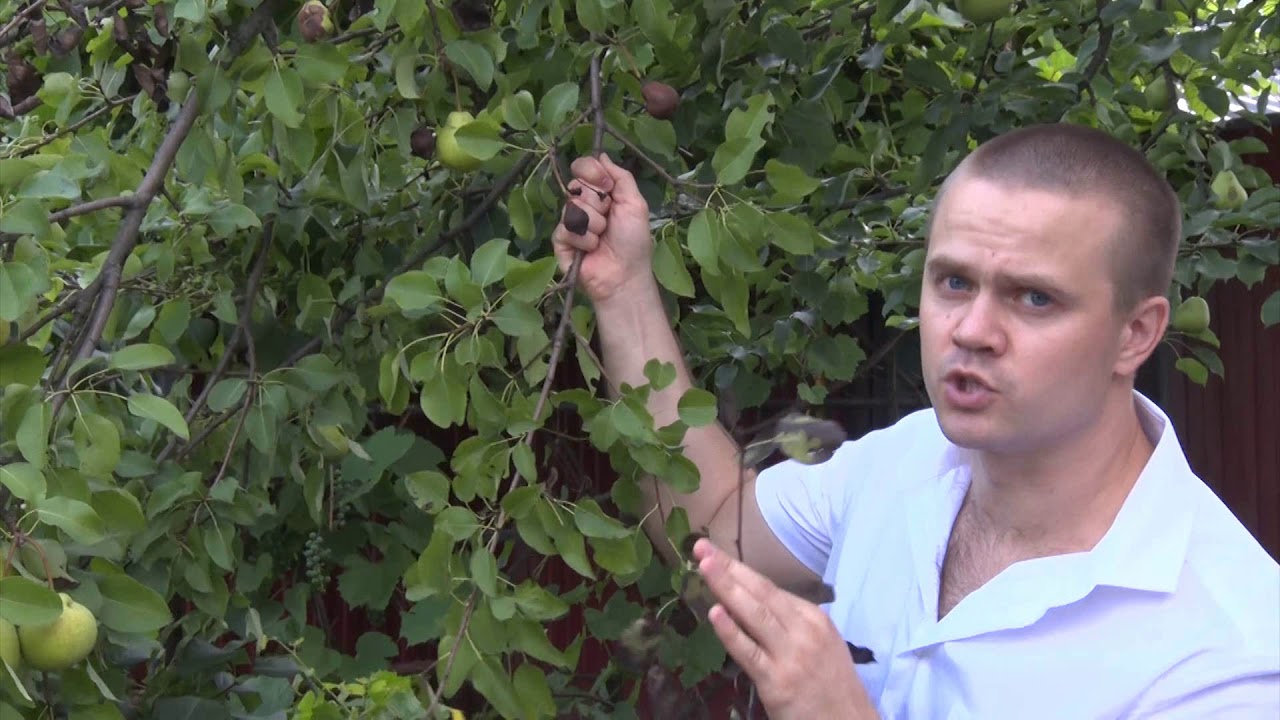 В Шебекино выявлен очаг бактериального ожога плодовых 🍎