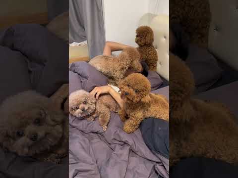 When you have 7dogs but you want go to bed…#dogs #toypoddle #cute #dog