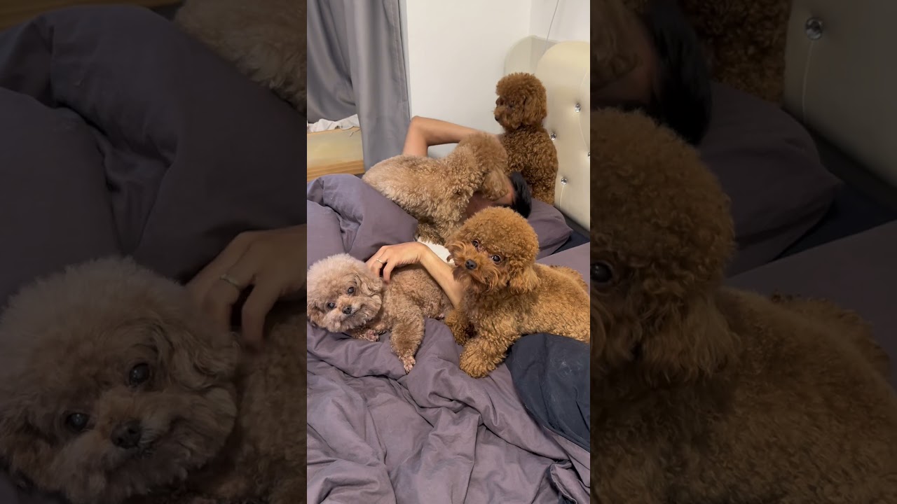 7 Adorable Dogs & Your Bedtime Dilemma 🐶