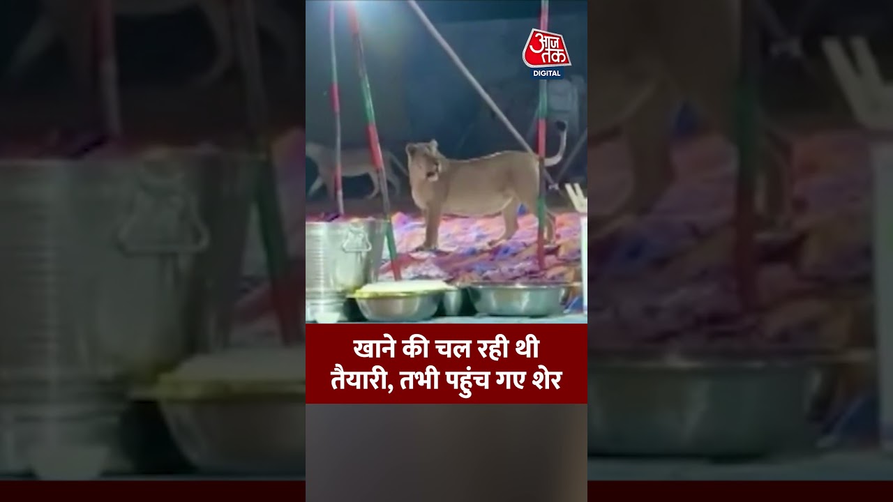 शादी समारोह में पहुंचे 2 शेर, Video Viral  #shorts #viral #aajtak #latestnews #viralvideo