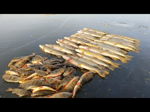 НАЧАЛО ЗИМНЕГО СЕЗОНА РАДУЕТ, ЩУКА НА ЖЕРЛИЦЫ. ОКУНЬ НА МОРМЫШКУ
