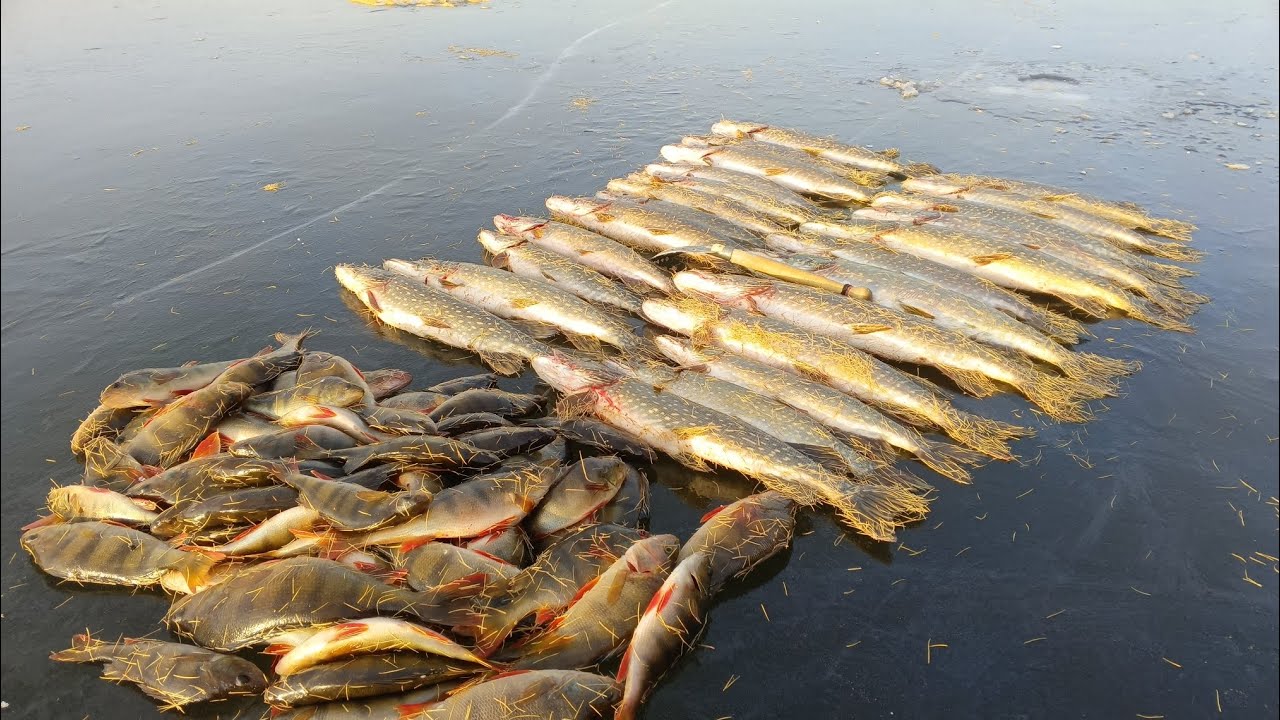 Зимний сезон рыбалки: щука на жерлицы и окунь на мормышку 🎣