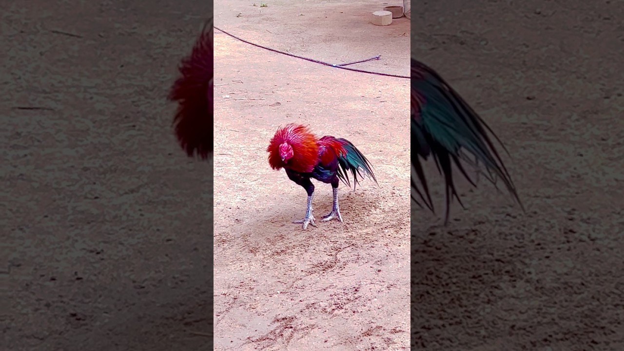 Celebrate the Kattutharai Rooster 🐓