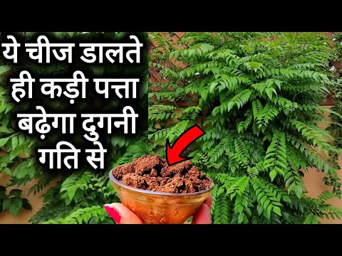ये जादुई चीज डालते ही कड़ी पत्ता हो जाएगा तुरंत हर भर नर्सरी सीक्रेट।Kadi plant care tips fertilizer
