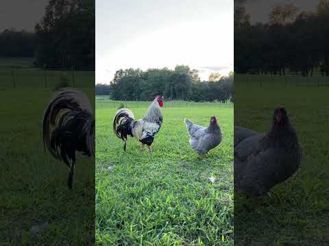 #تربية_الأرانب #تربيةالدجاج_البلدي #دجاج #دجاج_زينه #فلاحة #ماشاءالله #مشاهير #مشروع #مزرعة #حيونات