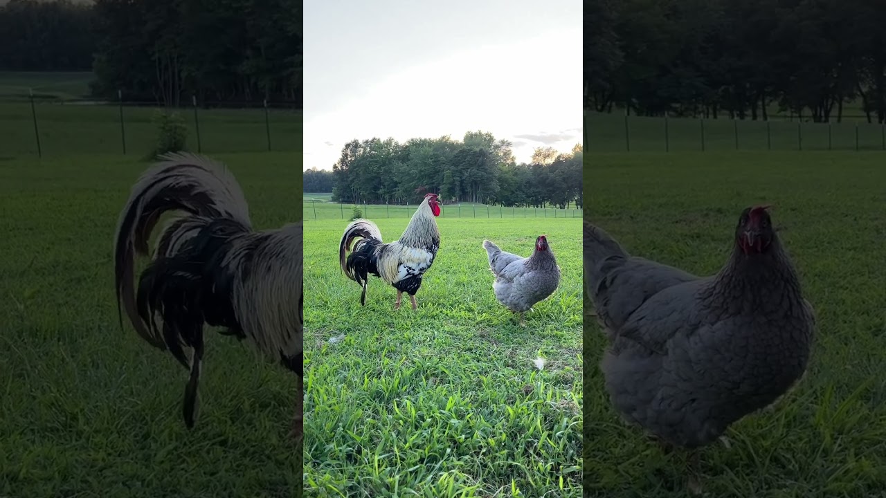 دليلك الشامل لتربية الأرانب والدجاج البلدي 🐣 في مشروع مربح