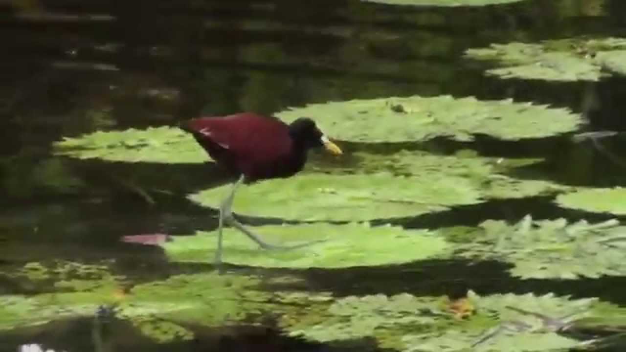 Aventures Tropicales sur le Rio Dulce au Guatemala 🌊