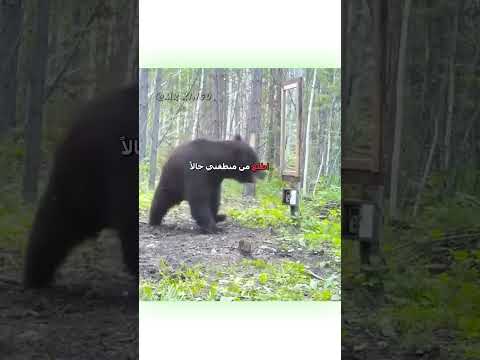 🗣️دب مدبلج عربي 😂 | #دبلجة_مضحكة #ضحك #اكسبلور #السعودية #my_kingo #كوميديا #دوبلاج #funny