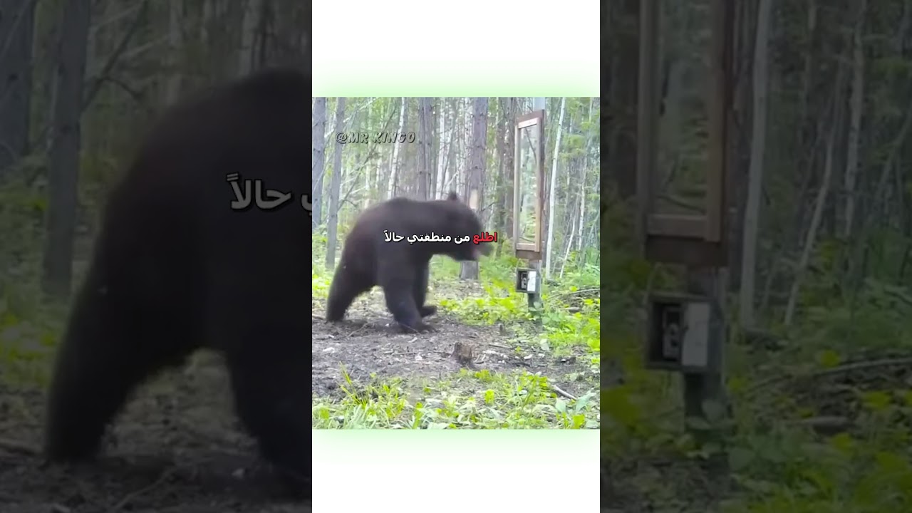 دب مدبلج عربي مضحك 😂 | كوميديا وضحك