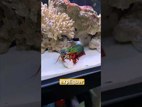 Plus jamais de ma vie je mets ma main dans un aquarium 😳 #animaux #crevettemante