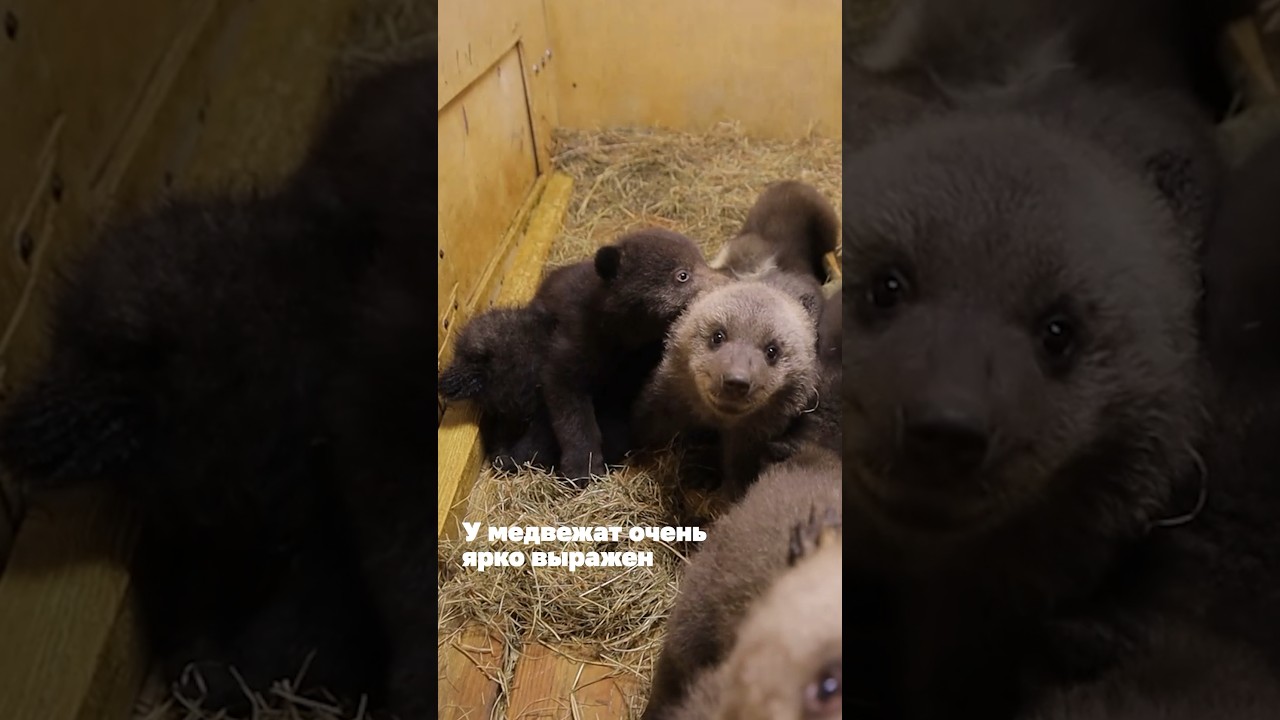 Медвежата-сироты: их жизнь и поиск берлоги 🐻