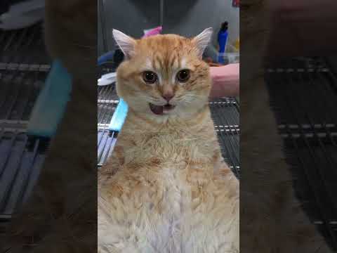 #Full package ultrasonic knife for male and female cats and dogs sterilization 200 minimal