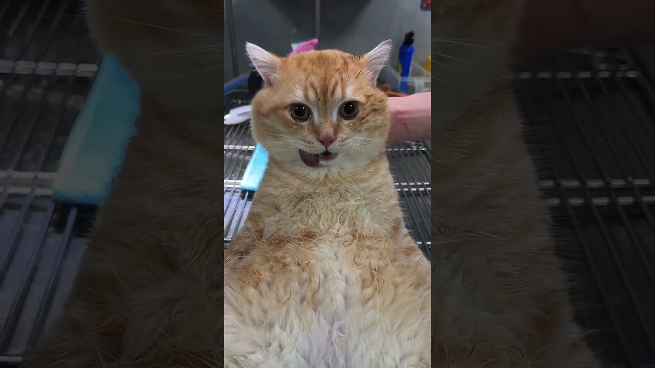 Ultrasonic Sterilization Kit for Cats & Dogs 🐾