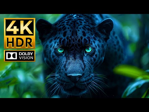 The World's Most Amazing HDR ANIMAL Video in 4K 60 FPS Dolby Vision