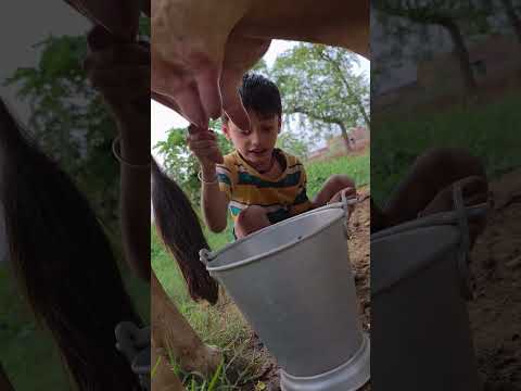 choti choti gaiya ftfg #love #song #funny