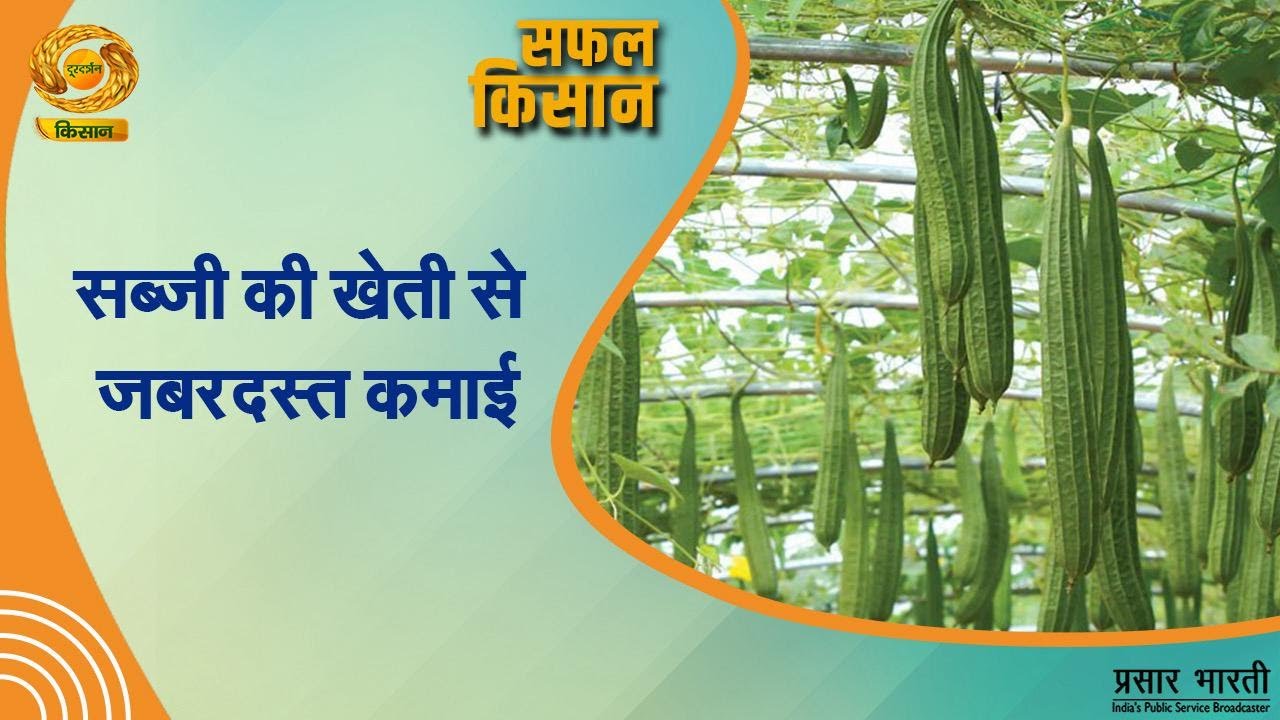 Safal Kisan | सफल किसान- सब्जी की खेती में जबरदस्त कमाई | DD Kisan | 09/09/2025