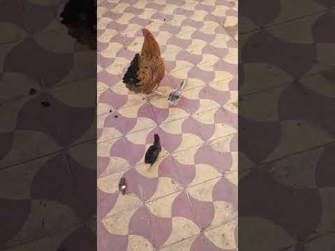 الدجاجة مع الصيصان❤️#chicken #دجاج #bird
