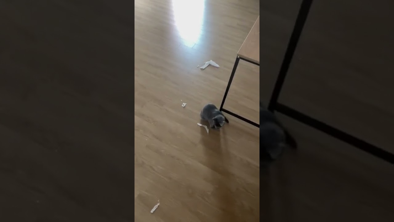 고양이 훈육 방법 🐱