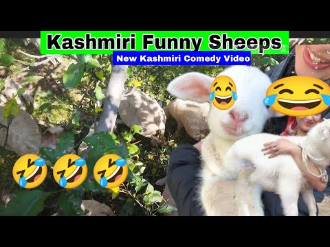 Kashmiri Funny Sheeps!!Kashmiri Funny Sheeps Ke Saath!!Kashmiri Funny Comedy!!#viralreels 
