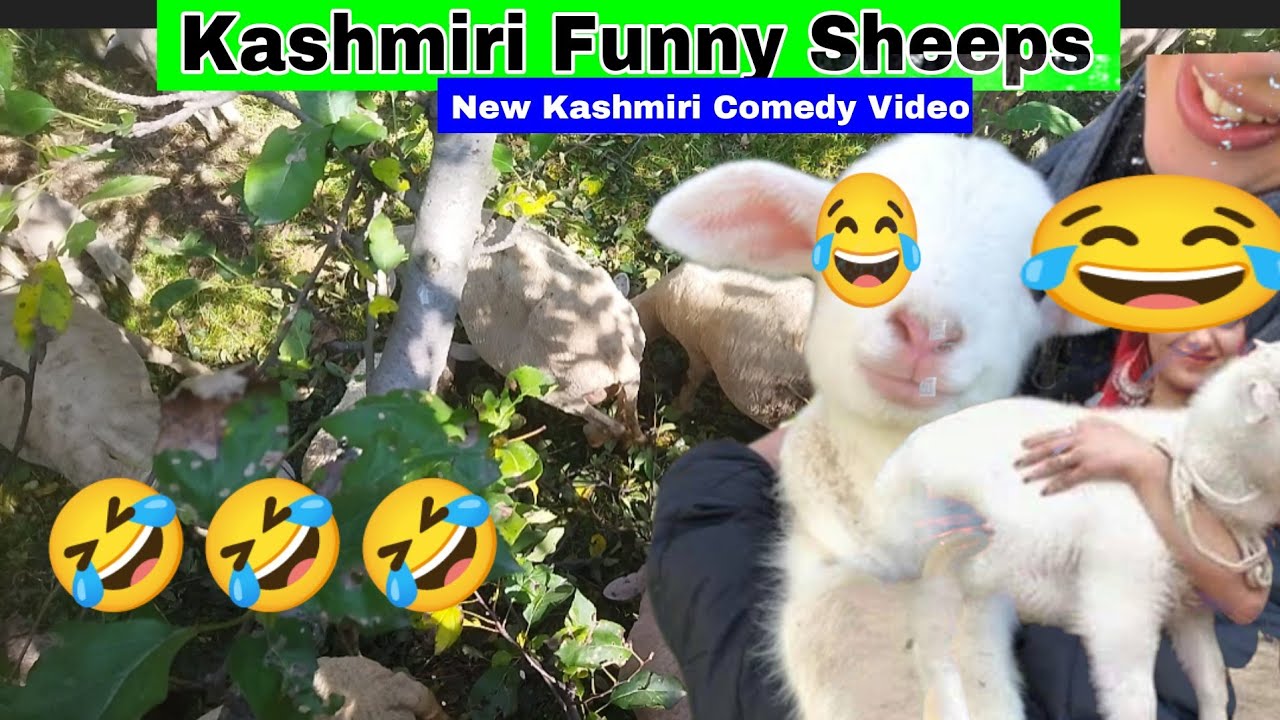 Hilarious Kashmiri Sheeps Comedy 😂 | Must-Watch Funny Reels