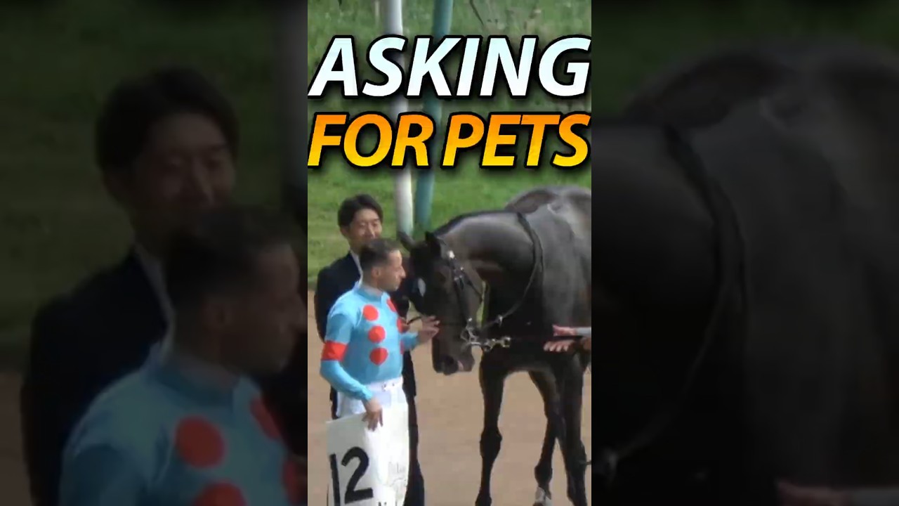 Exceed Wins Debut Race & Seeks Pets 🐴