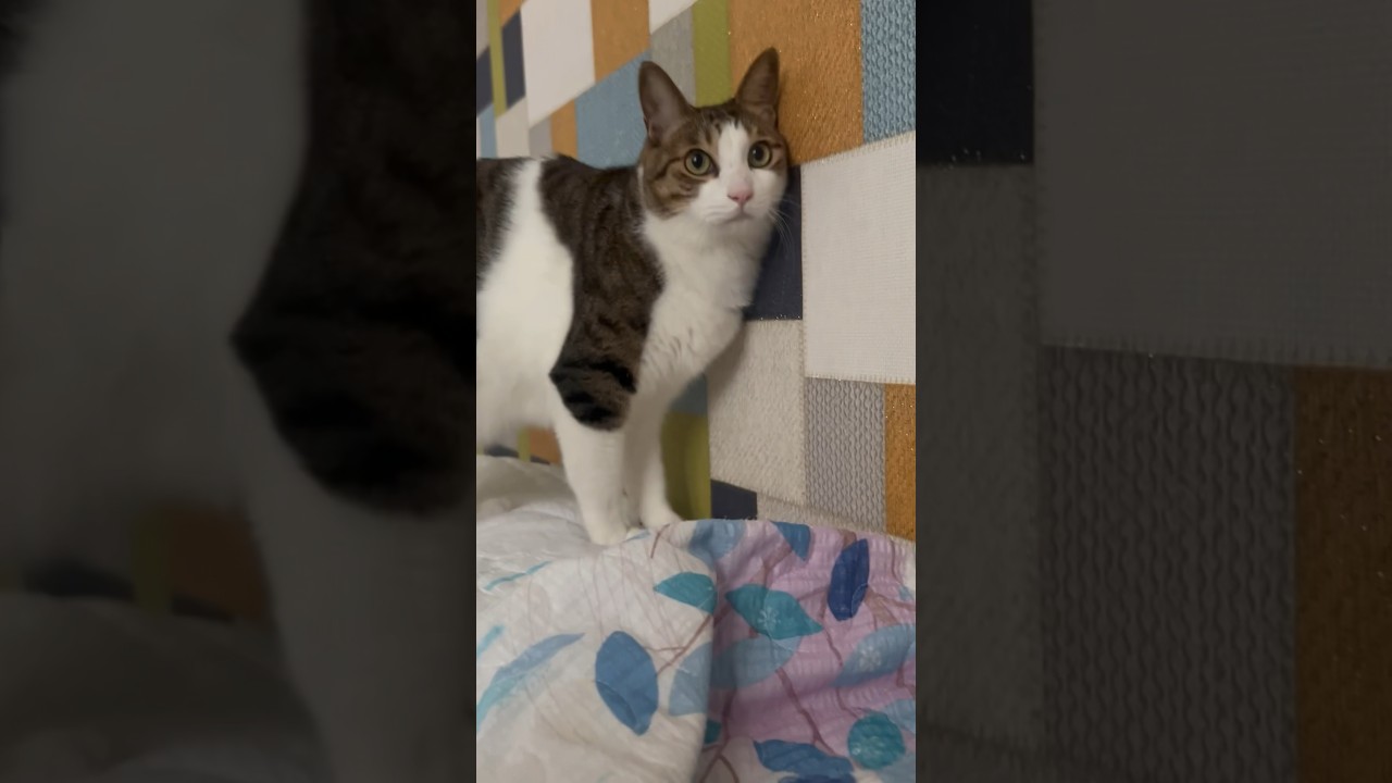 말 안 듣는 고양이 훈육법 🐱