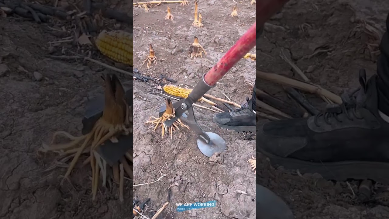 Clamp-and-Lever Corn Root Puller 🌽